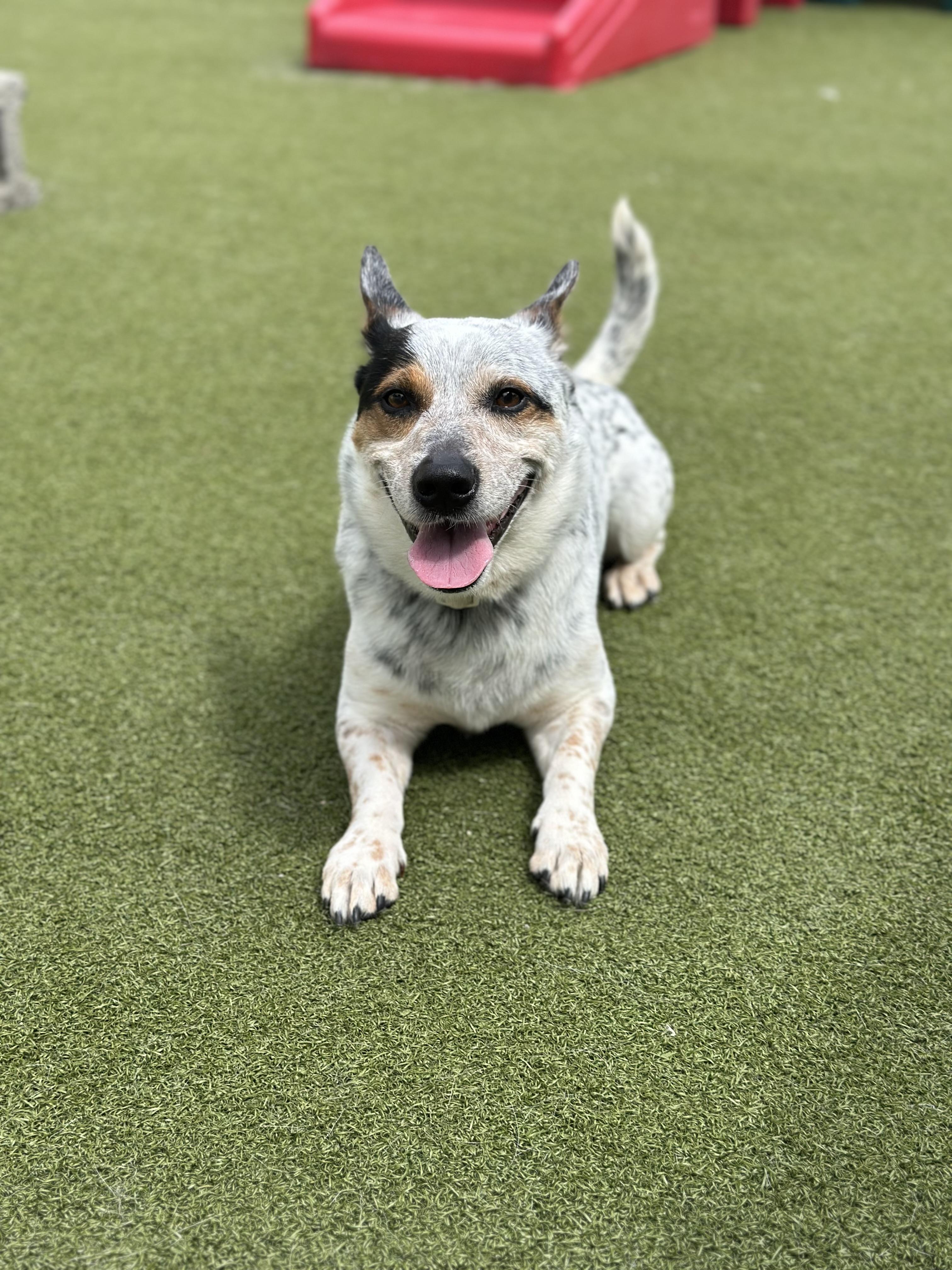 Killian, a Adopted mixed breed in Fresh Meadows, NY image 5/5