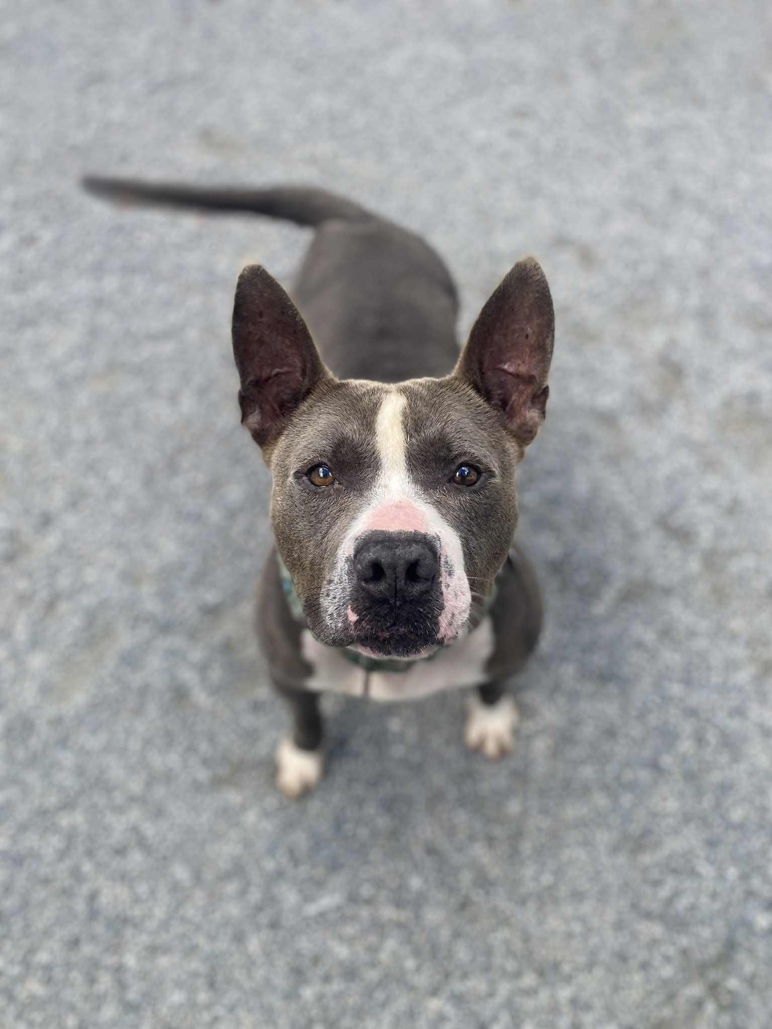 Enlarge Buster, a Adoptable mixed breed in Emporia, VA image 1/5