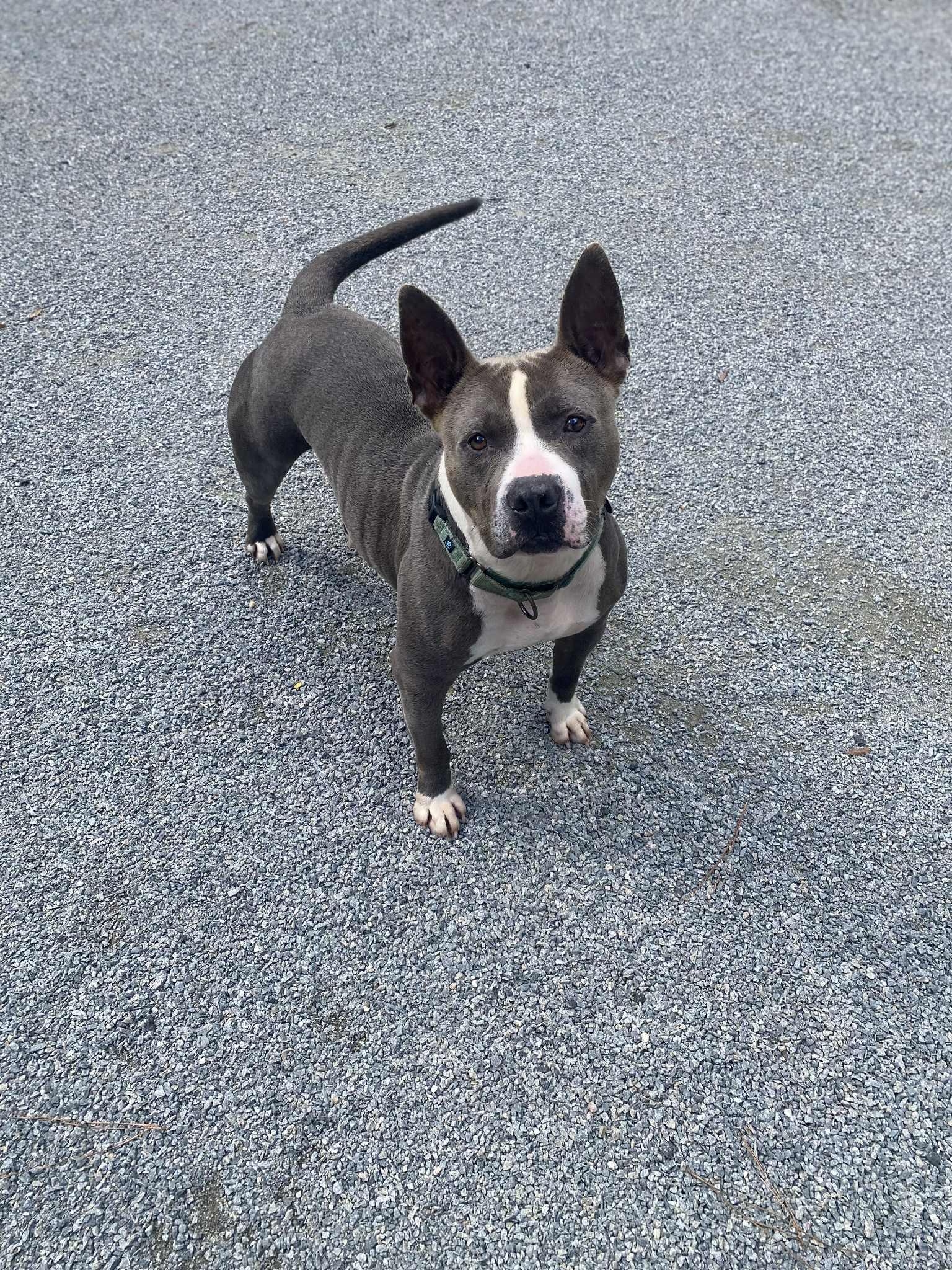 Enlarge Buster, a Adoptable mixed breed in Emporia, VA image 2/5