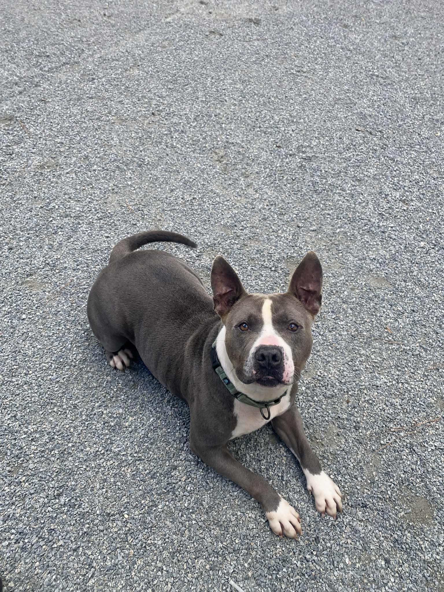 Enlarge Buster, a Adoptable mixed breed in Emporia, VA image 3/5