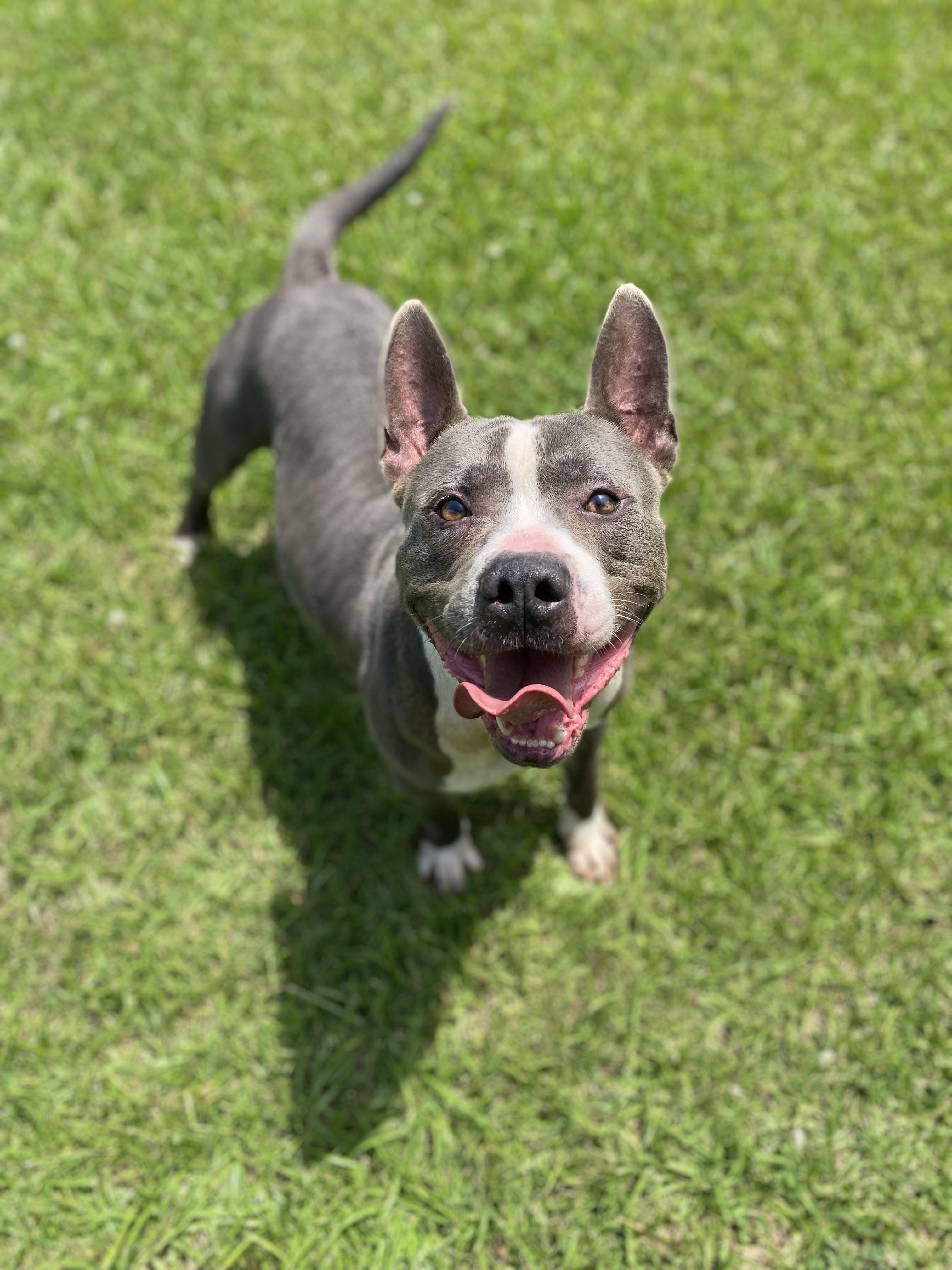 Enlarge Buster, a Adoptable mixed breed in Emporia, VA image 4/5