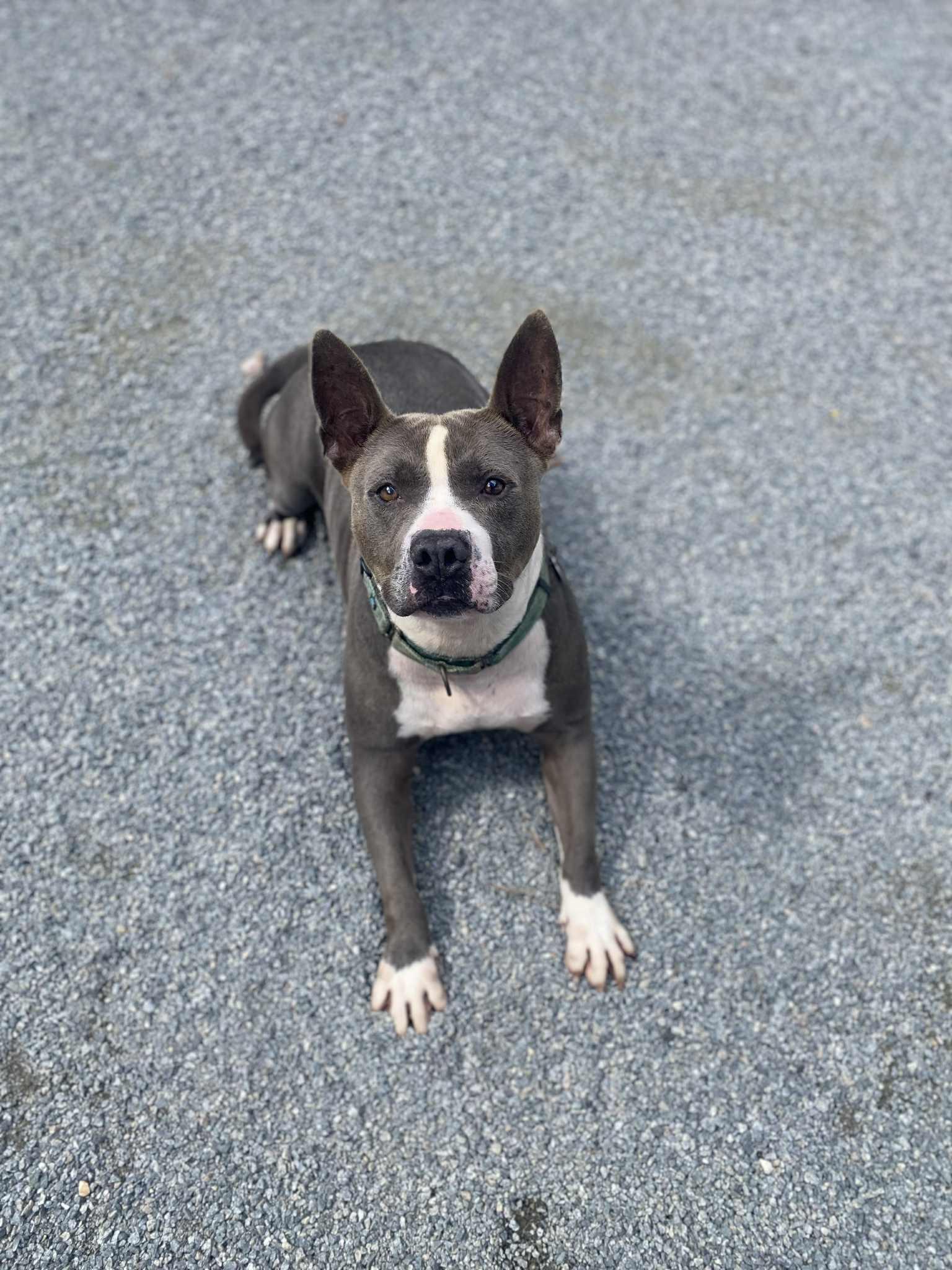 Enlarge Buster, a Adoptable mixed breed in Emporia, VA image 5/5