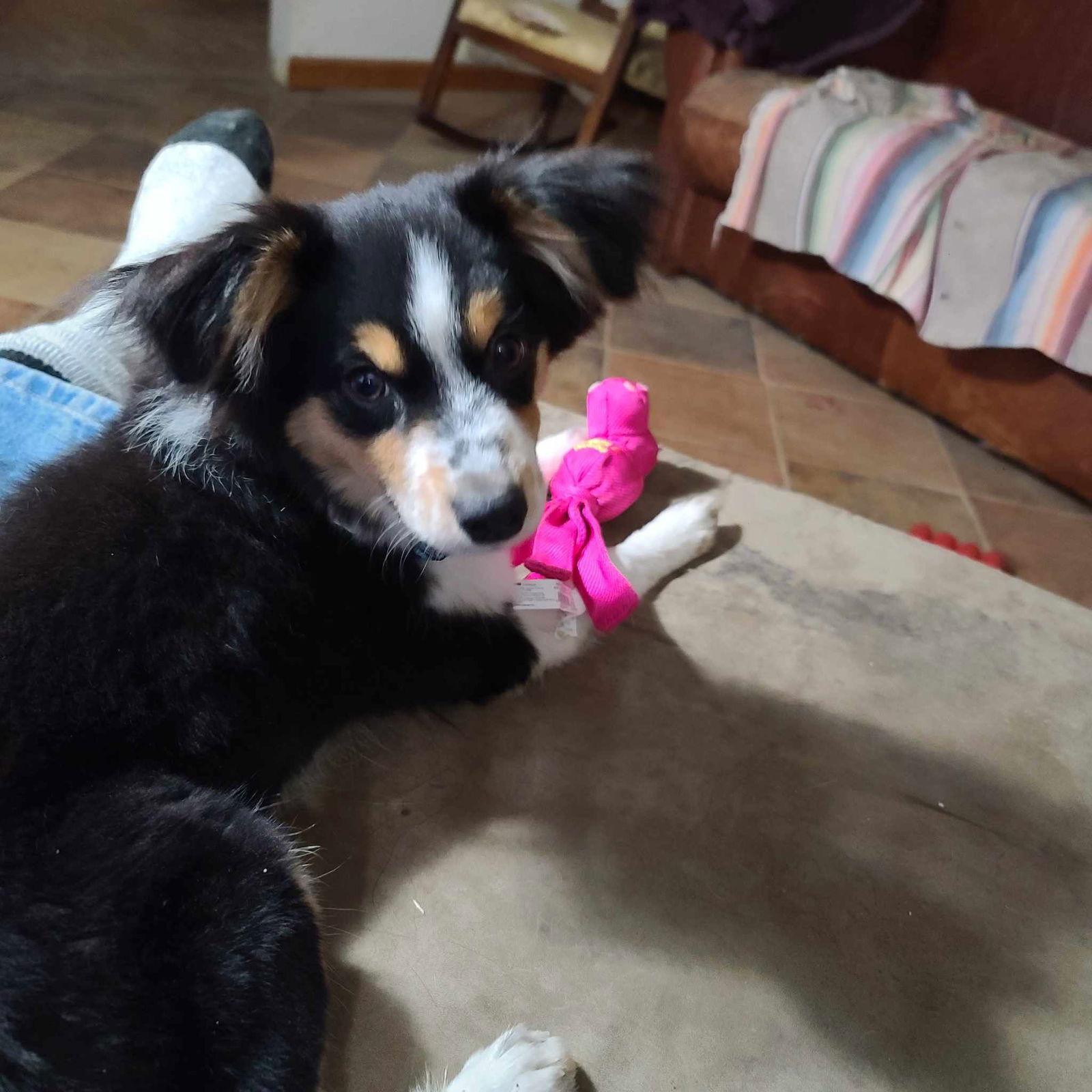 Enlarge Lucy (2024), a Adopted Border Collie in Kansas City, MO image 1/3