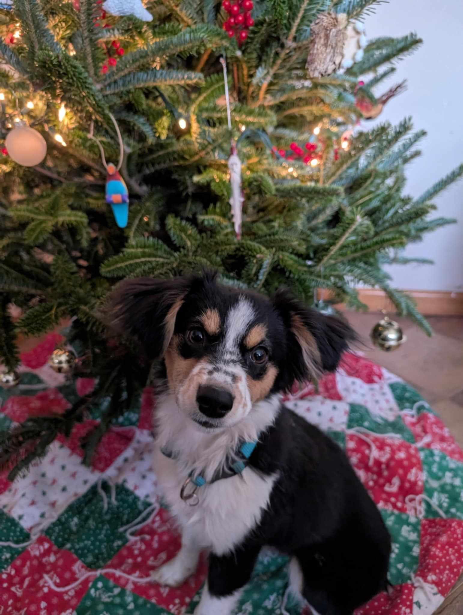 Enlarge Lucy (2024), a Adopted Border Collie in Kansas City, MO image 2/3