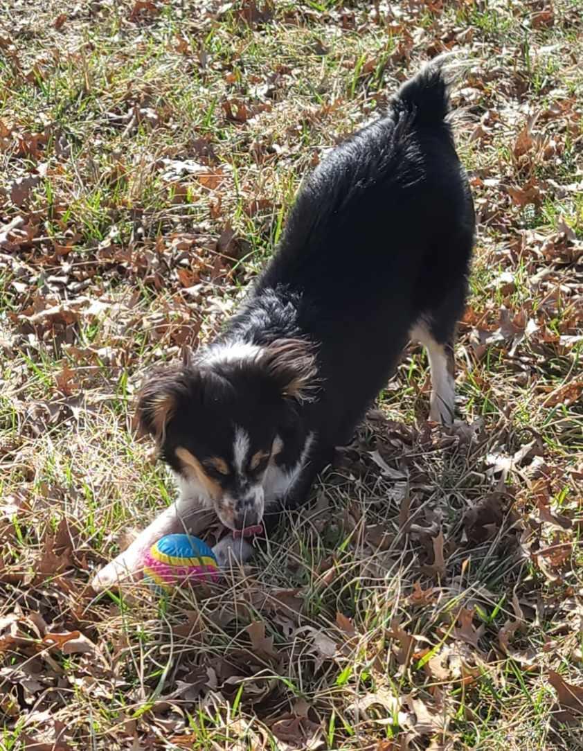 Enlarge Lucy (2024), a Adopted Border Collie in Kansas City, MO image 3/3