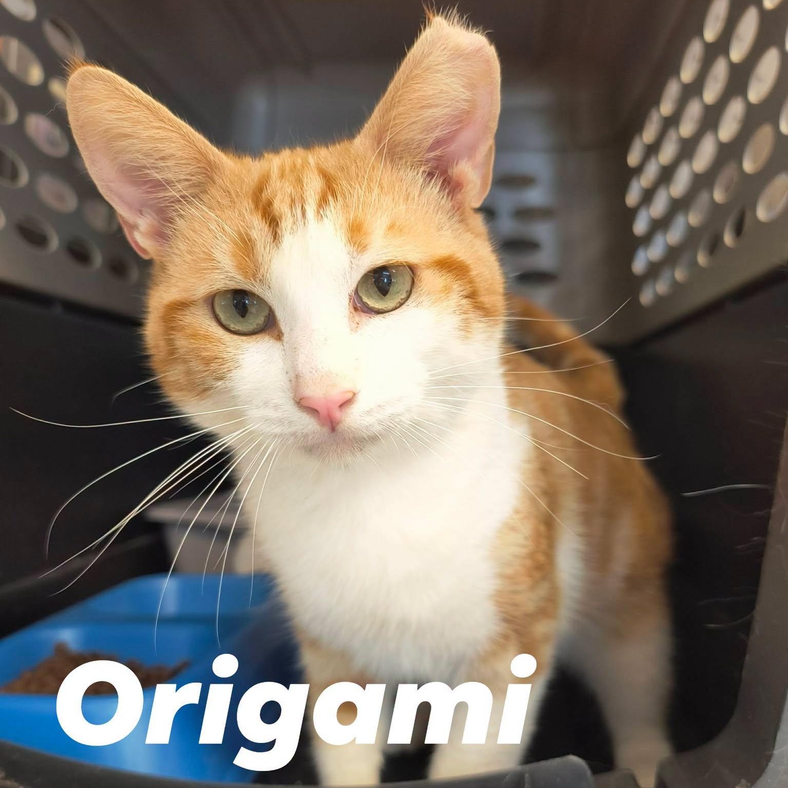 Origami, ADOPTABLE, Young Male Domestic Short Hair.
