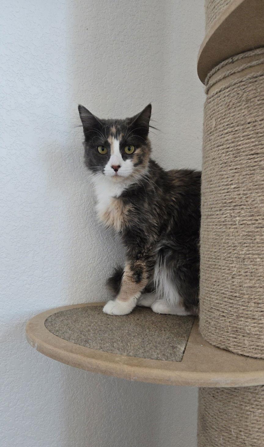 Briar Rose, Adoptable, Adult Female Domestic Long Hair.
