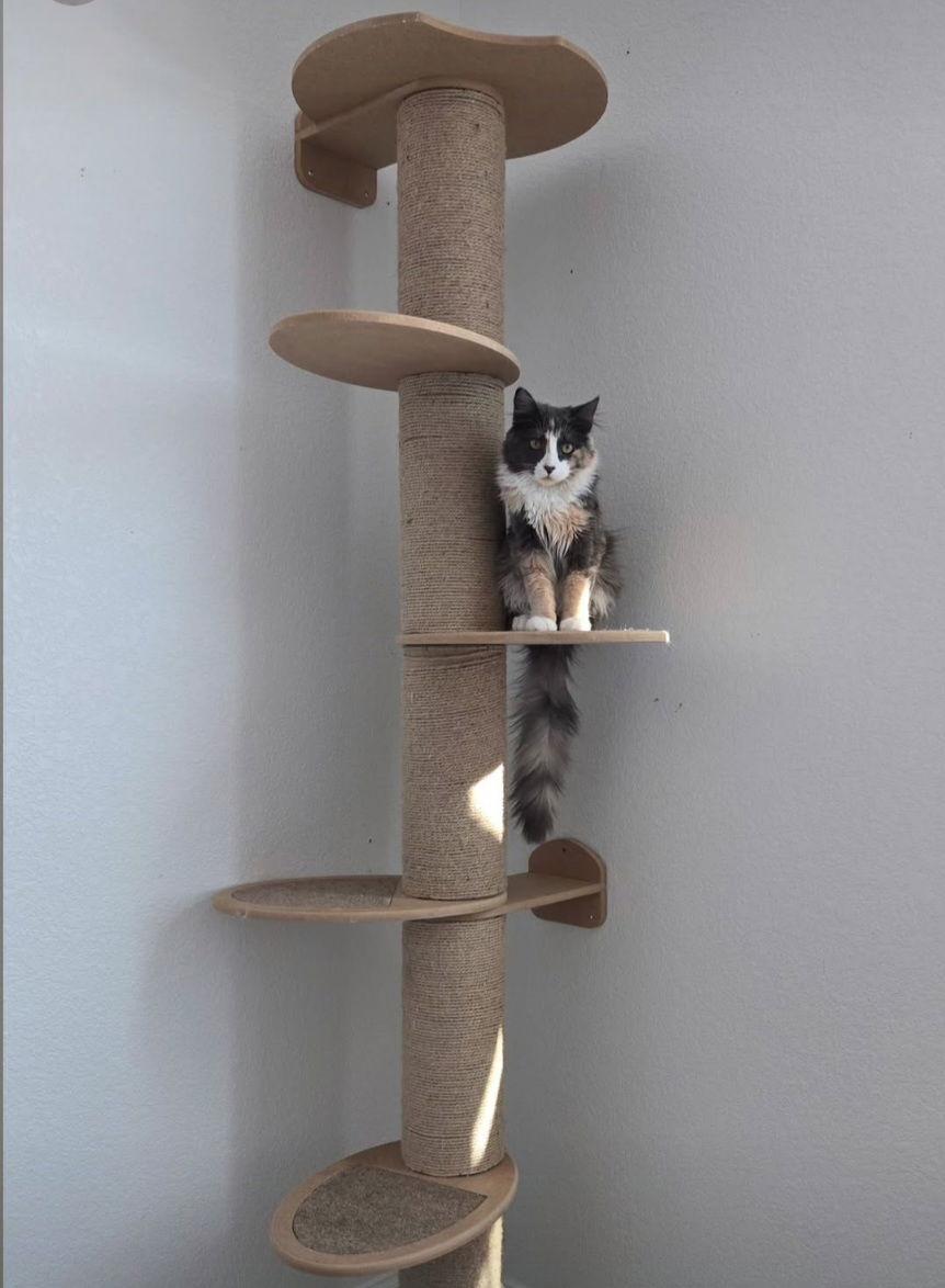 Enlarge Briar Rose and Cobweb, a Adoptable Domestic Medium Hair in Aurora, CO image 2/3