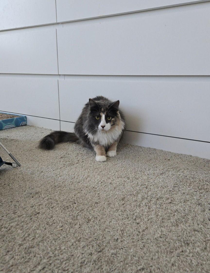 Enlarge Briar Rose and Cobweb, a Adoptable Domestic Medium Hair in Aurora, CO image 3/3