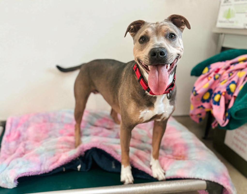 Elsa, Adoptable, Young Female American Staffordshire Terrier & Pit Bull Terrier.