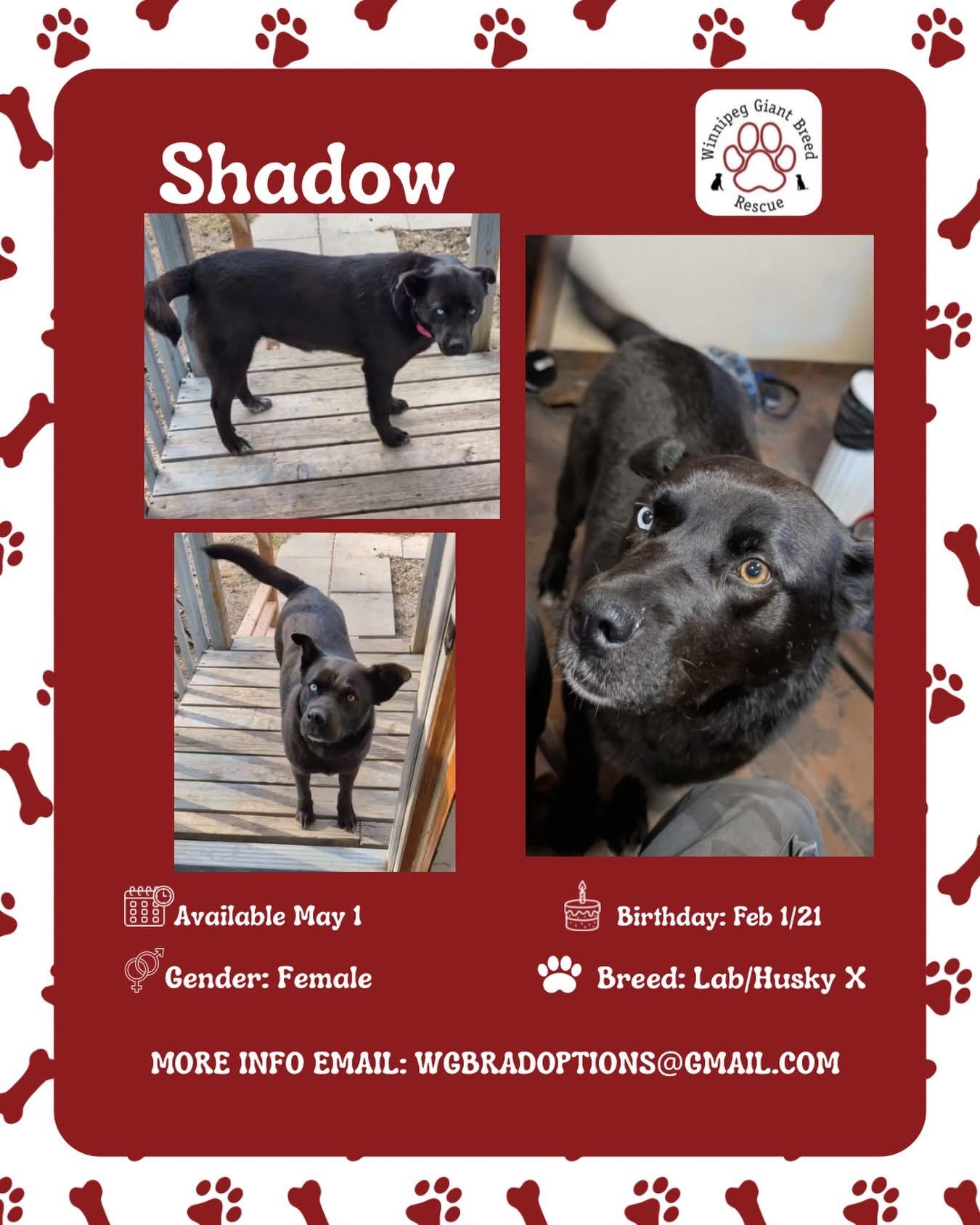 Enlarge Shadow, a ADOPTABLE mixed breed in Winnipeg, MB image 1/1