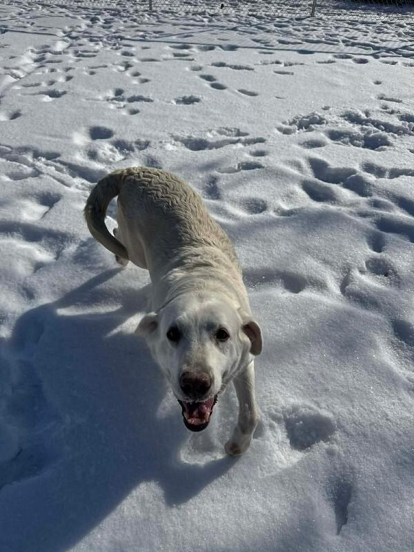 Angela, Adoptable, Adult Female Yellow Labrador Retriever.