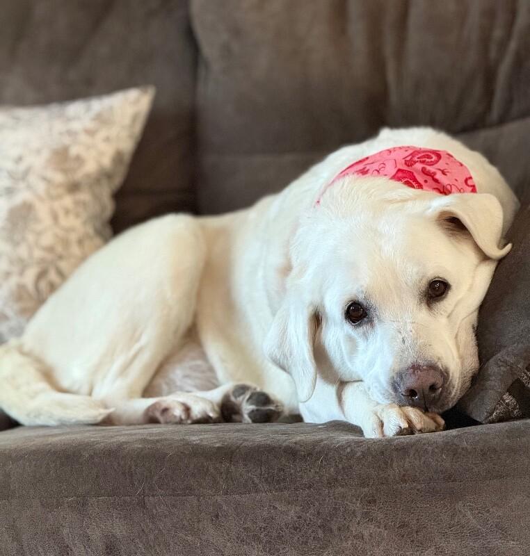 Enlarge Angela, a Adoptable Yellow Labrador Retriever in Alma, WI image 2/3