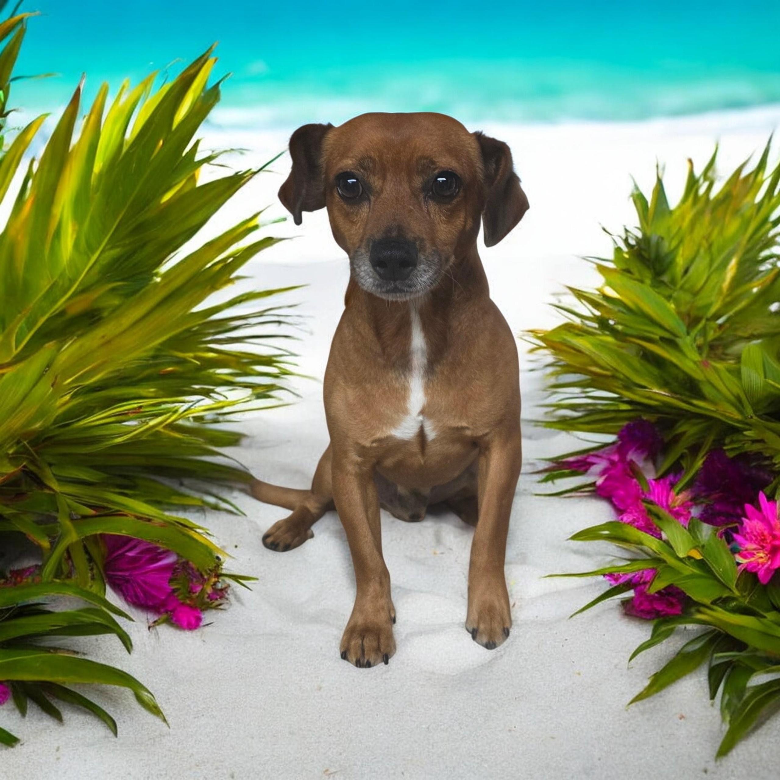 Marvin, ADOPTABLE, Adult Male Chihuahua.