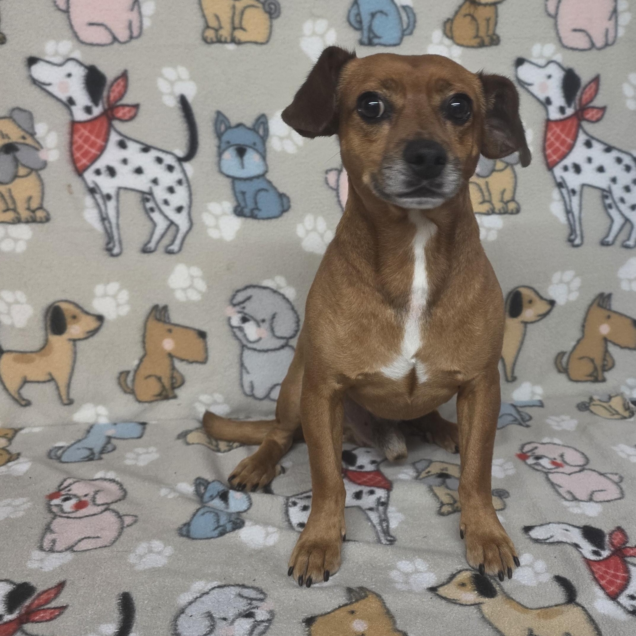 Marvin, a ADOPTABLE mixed breed in Dallas, GA image 3/4