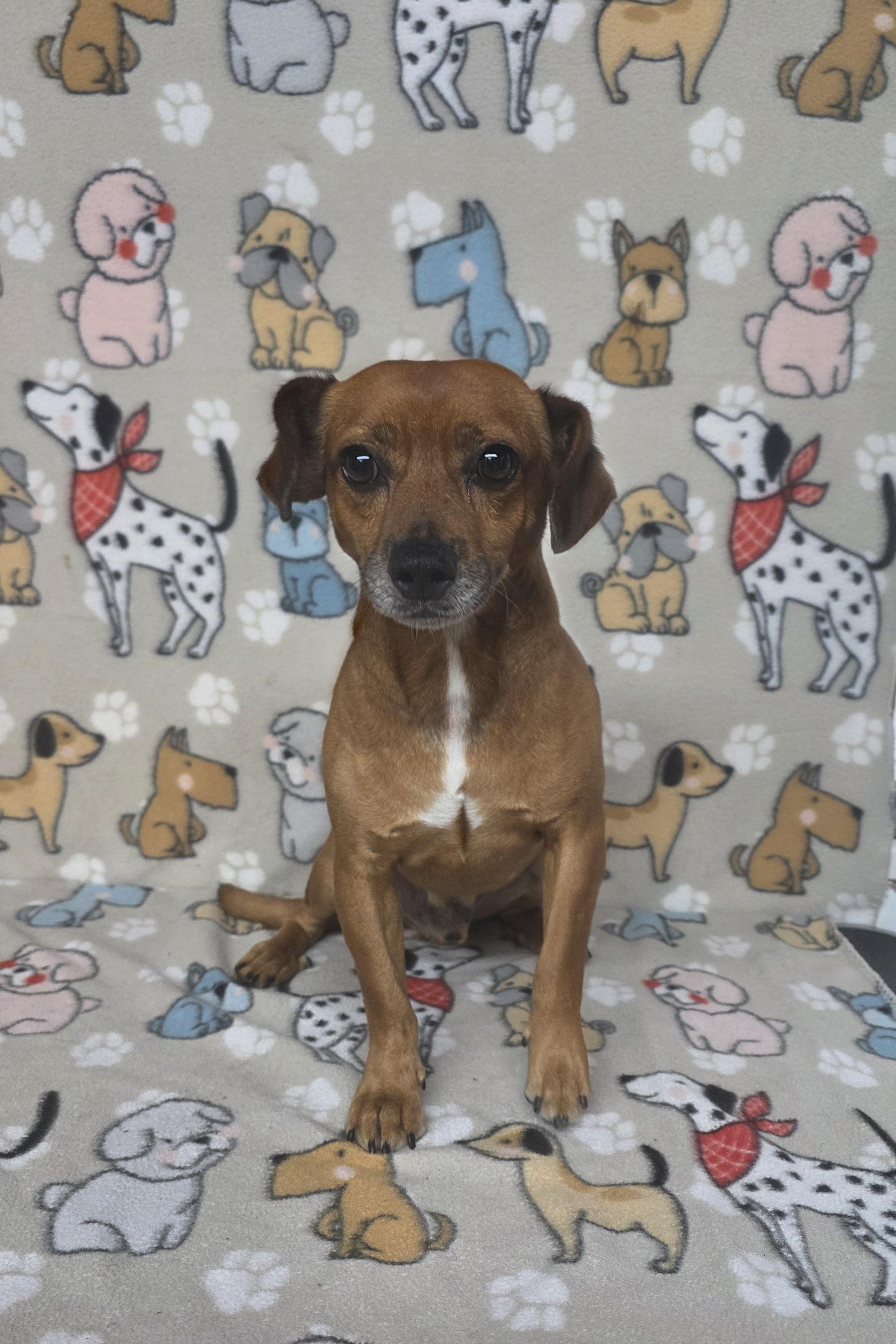 Marvin, a ADOPTABLE mixed breed in Dallas, GA image 1/4