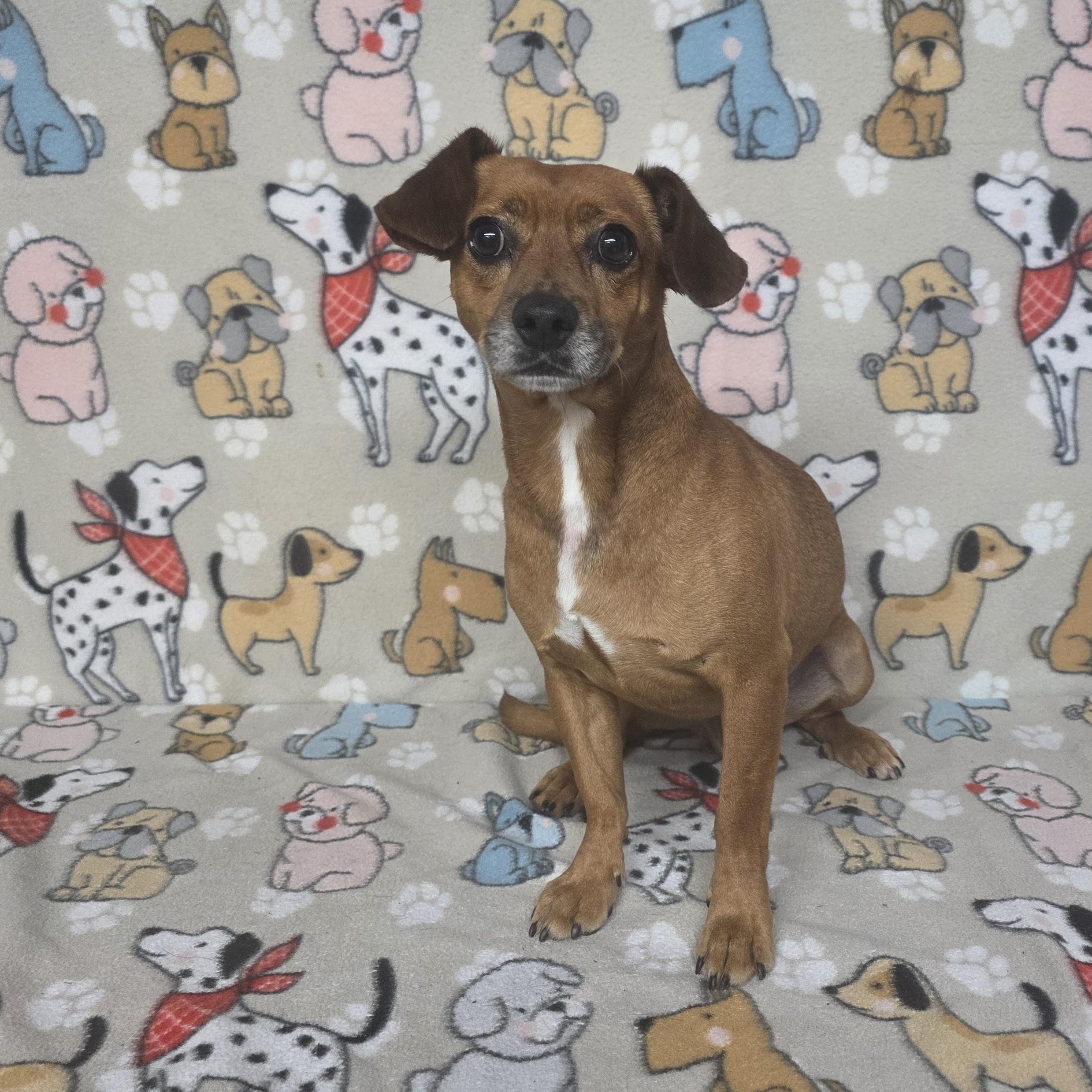 Marvin, a ADOPTABLE mixed breed in Dallas, GA image 4/4