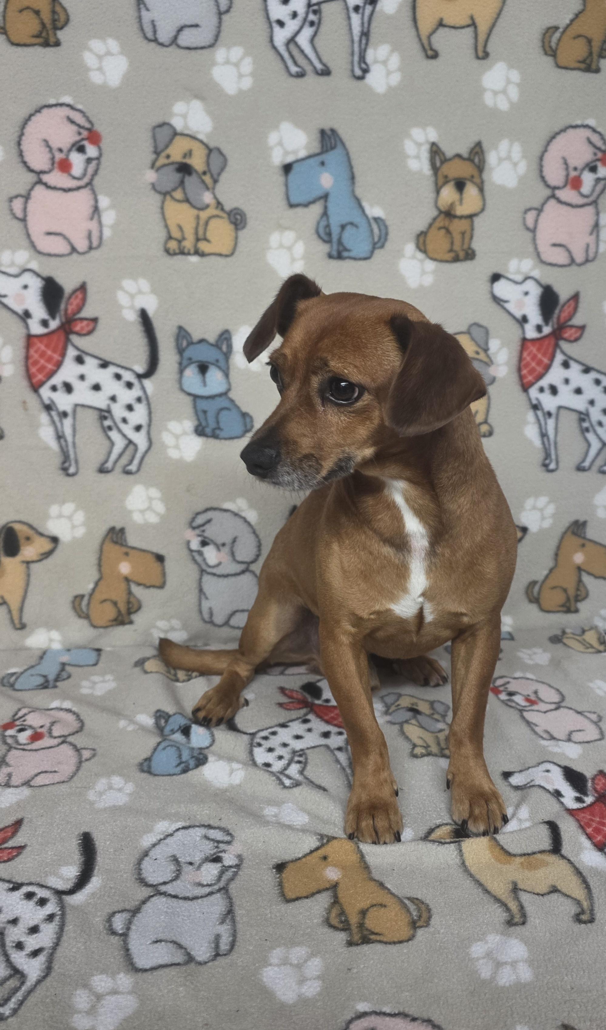 Marvin, a ADOPTABLE mixed breed in Dallas, GA image 2/4