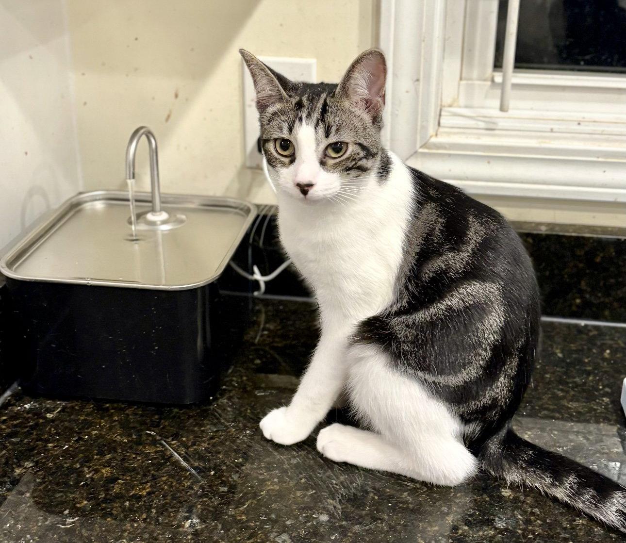 Diplodocus, a Adopted Domestic Short Hair in Camden, SC image 1/3