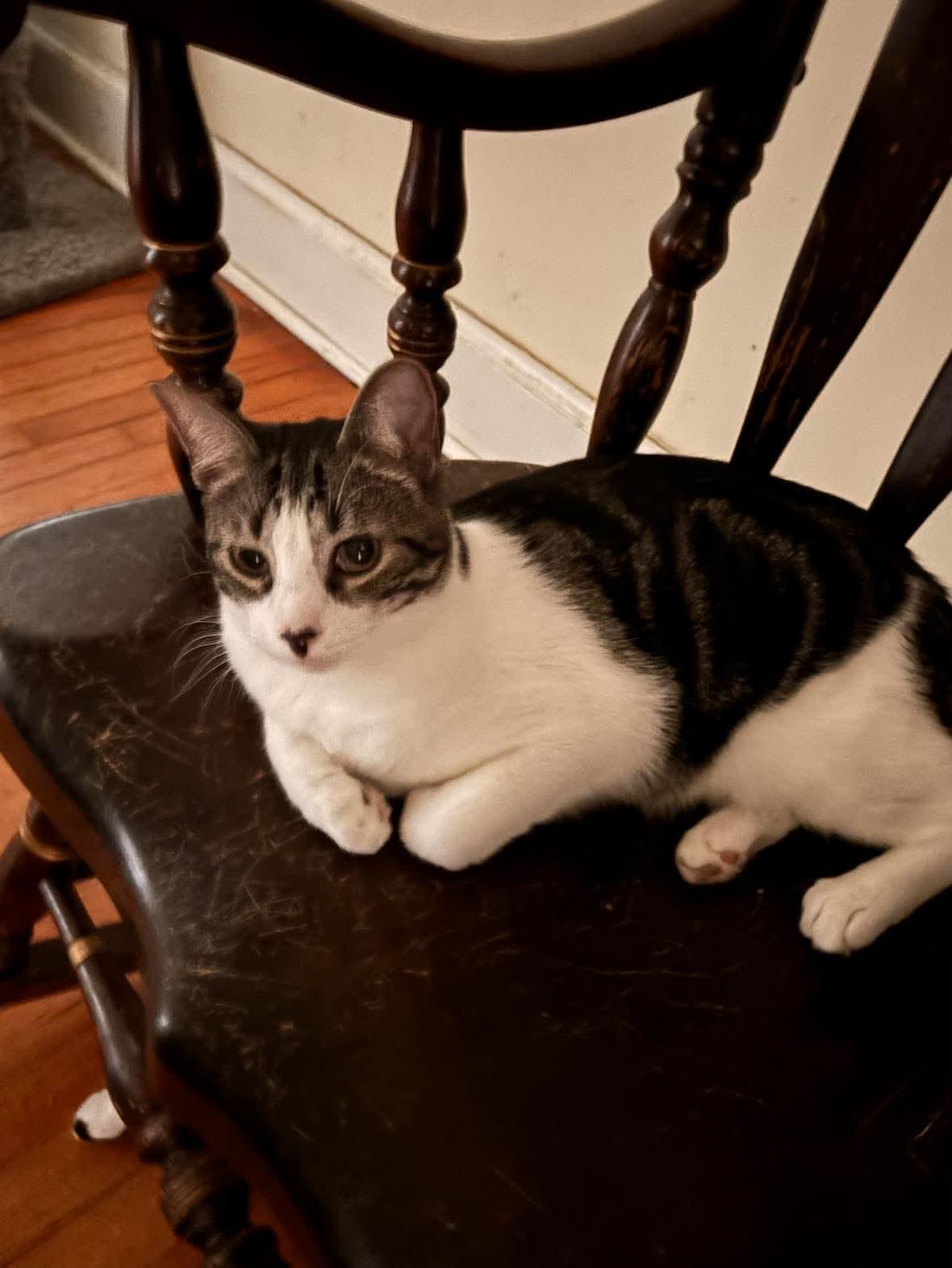 Diplodocus, a Adopted Domestic Short Hair in Camden, SC image 2/3