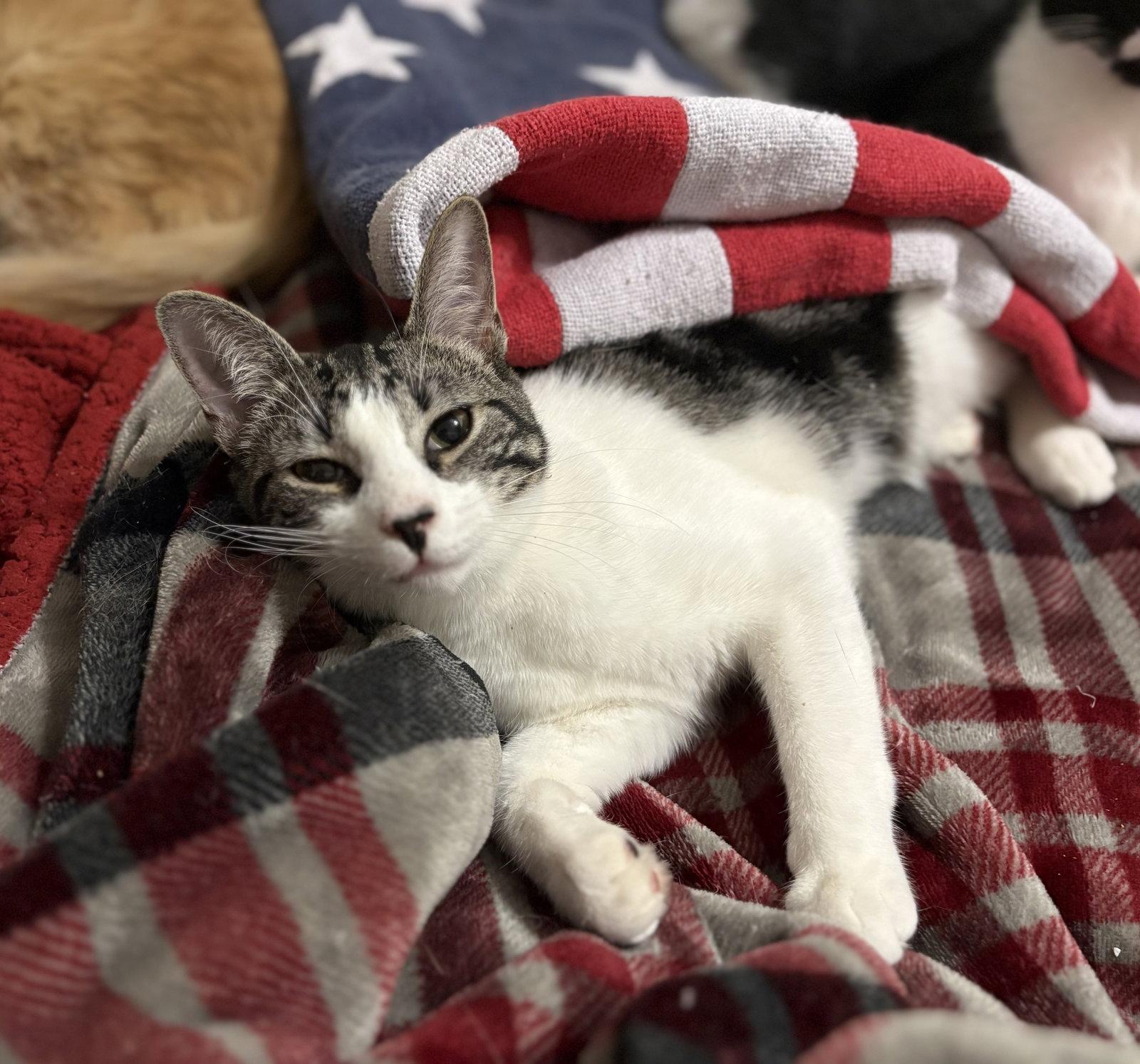 Diplodocus, a Adopted Domestic Short Hair in Camden, SC image 3/3