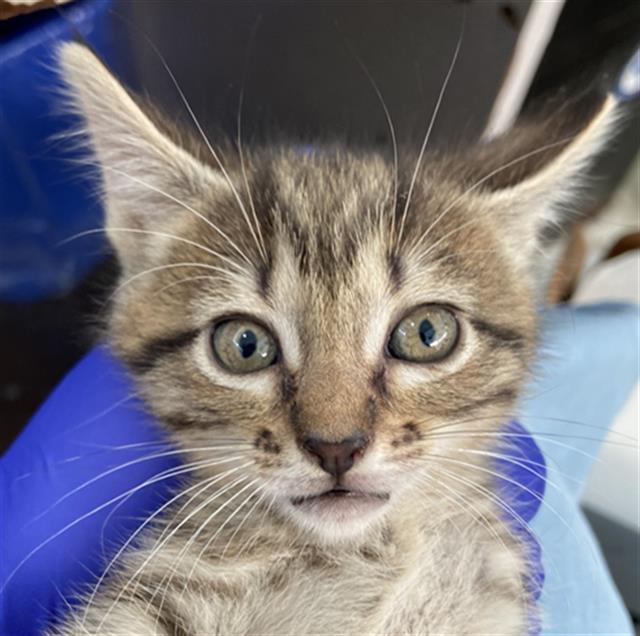 MUFFIN — thumbnail 2