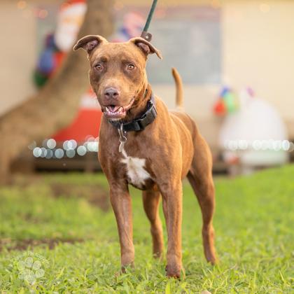 Kuri, Adoptable, Adult Male Mixed Breed & Mixed Breed.