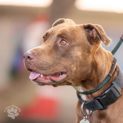 Kuri, Adoptable, Adult Male Pit Bull Terrier & Mixed Breed.