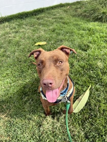 Enlarge Kuri, a Adoptable mixed breed in Honolulu, HI image 4/4