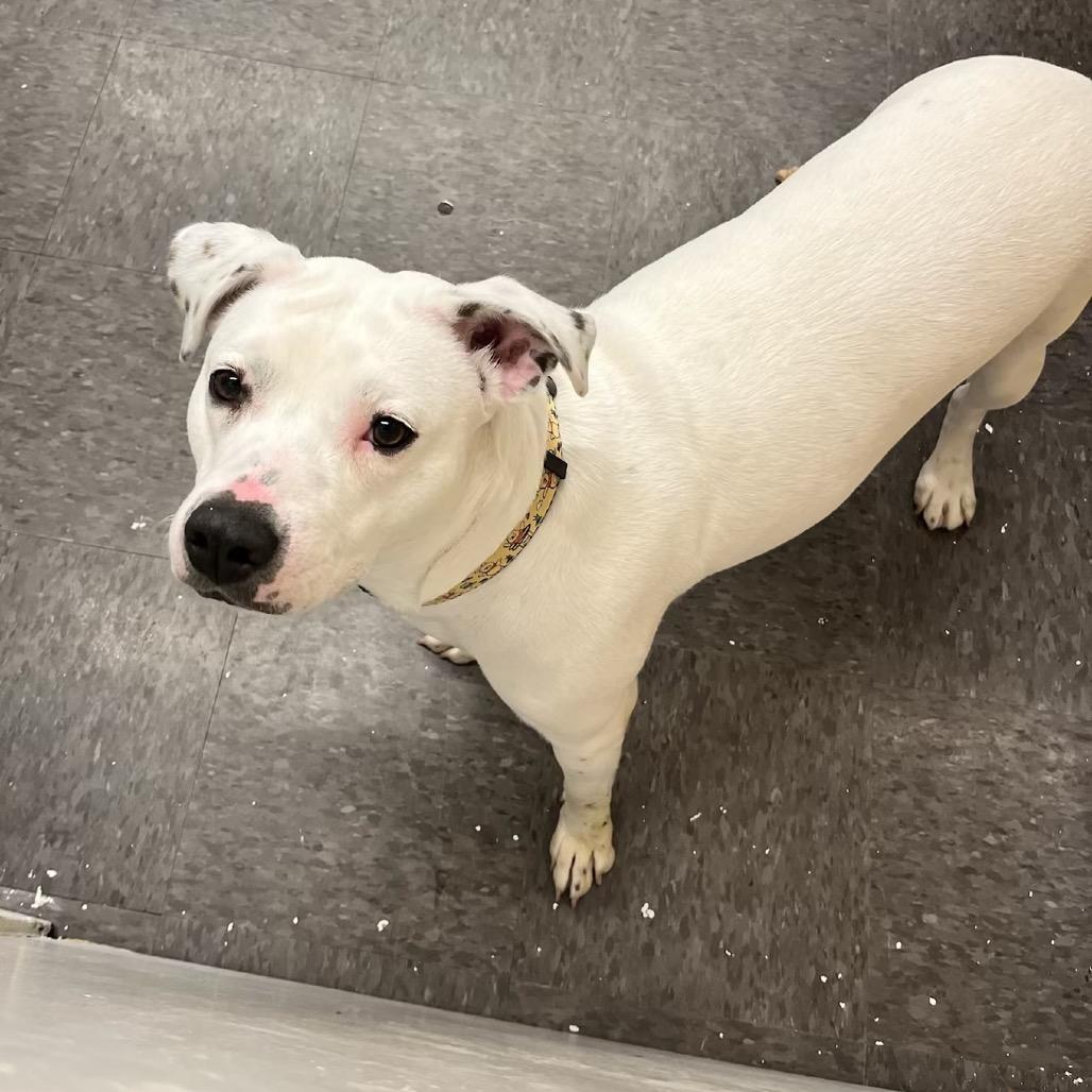 Enlarge Snowball, a Adoptable mixed breed in Homewood, IL image 1/1