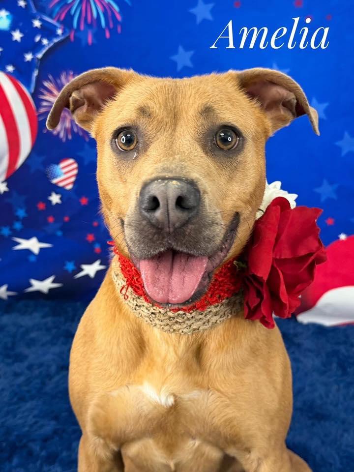 Amelia, ADOPTABLE, Adult Female Mixed Breed.