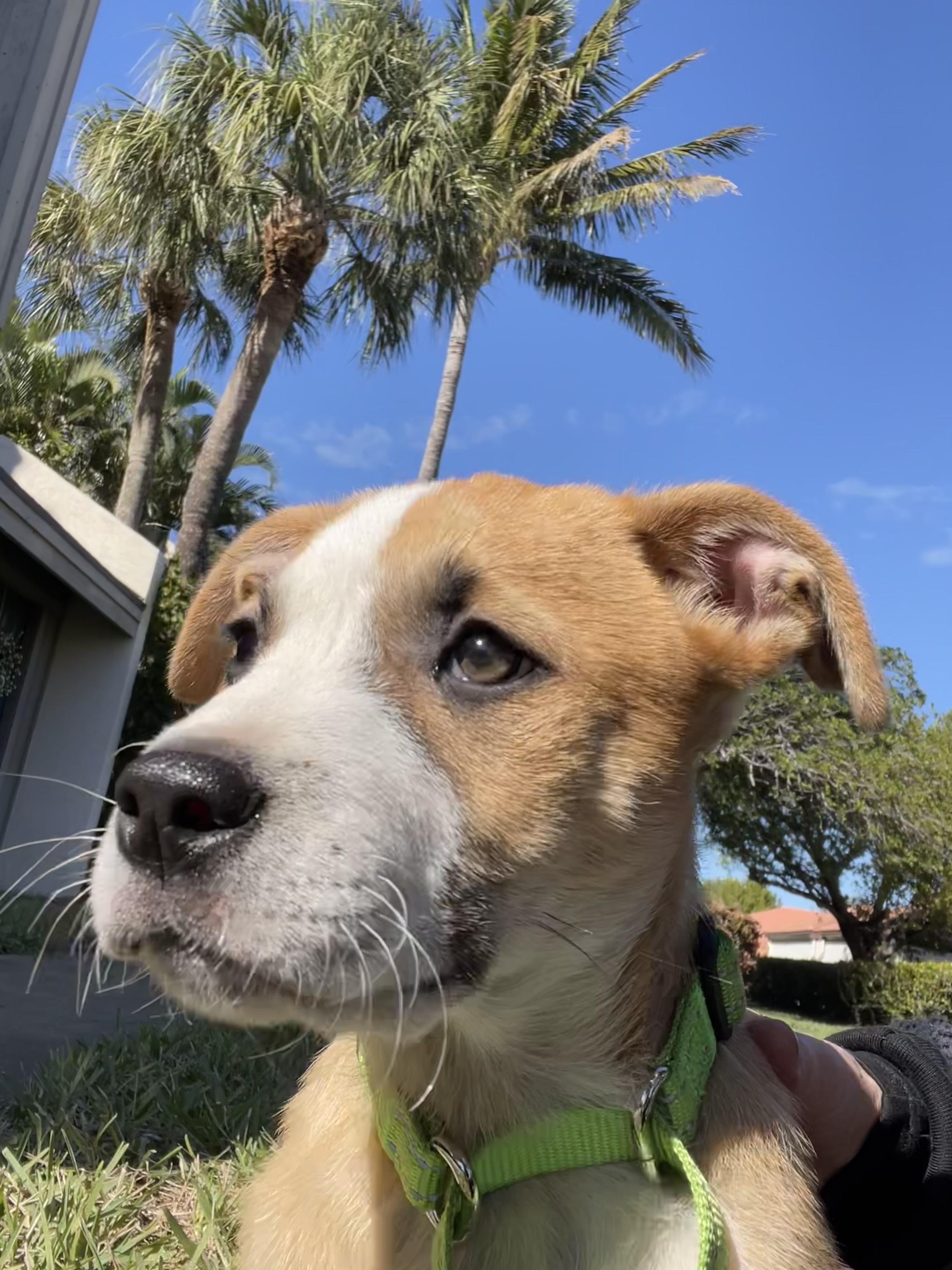 Enlarge Juice, a Adopted mixed breed in Bradenton, FL image 2/6