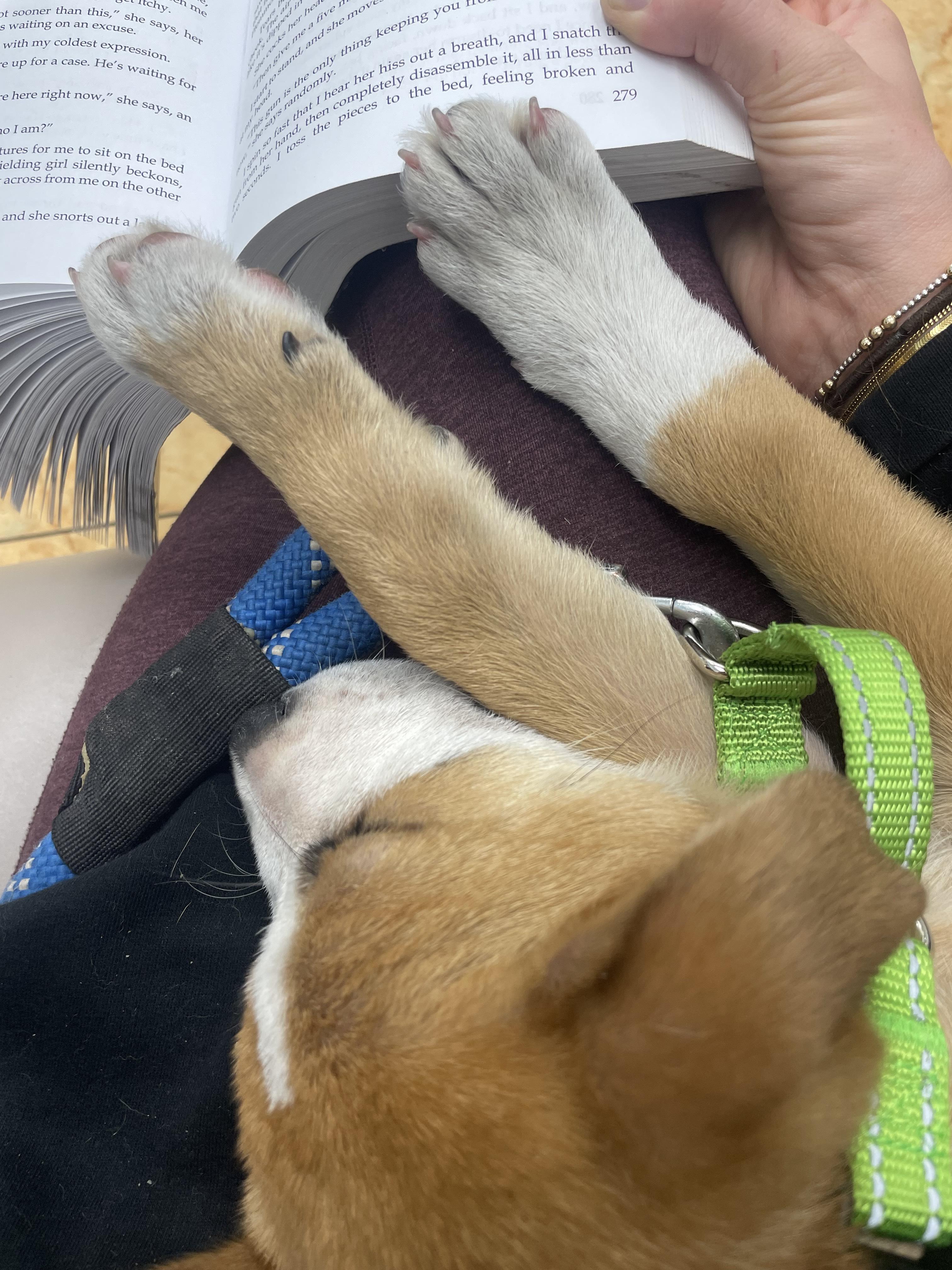 Enlarge Juice, a Adopted mixed breed in Bradenton, FL image 3/6