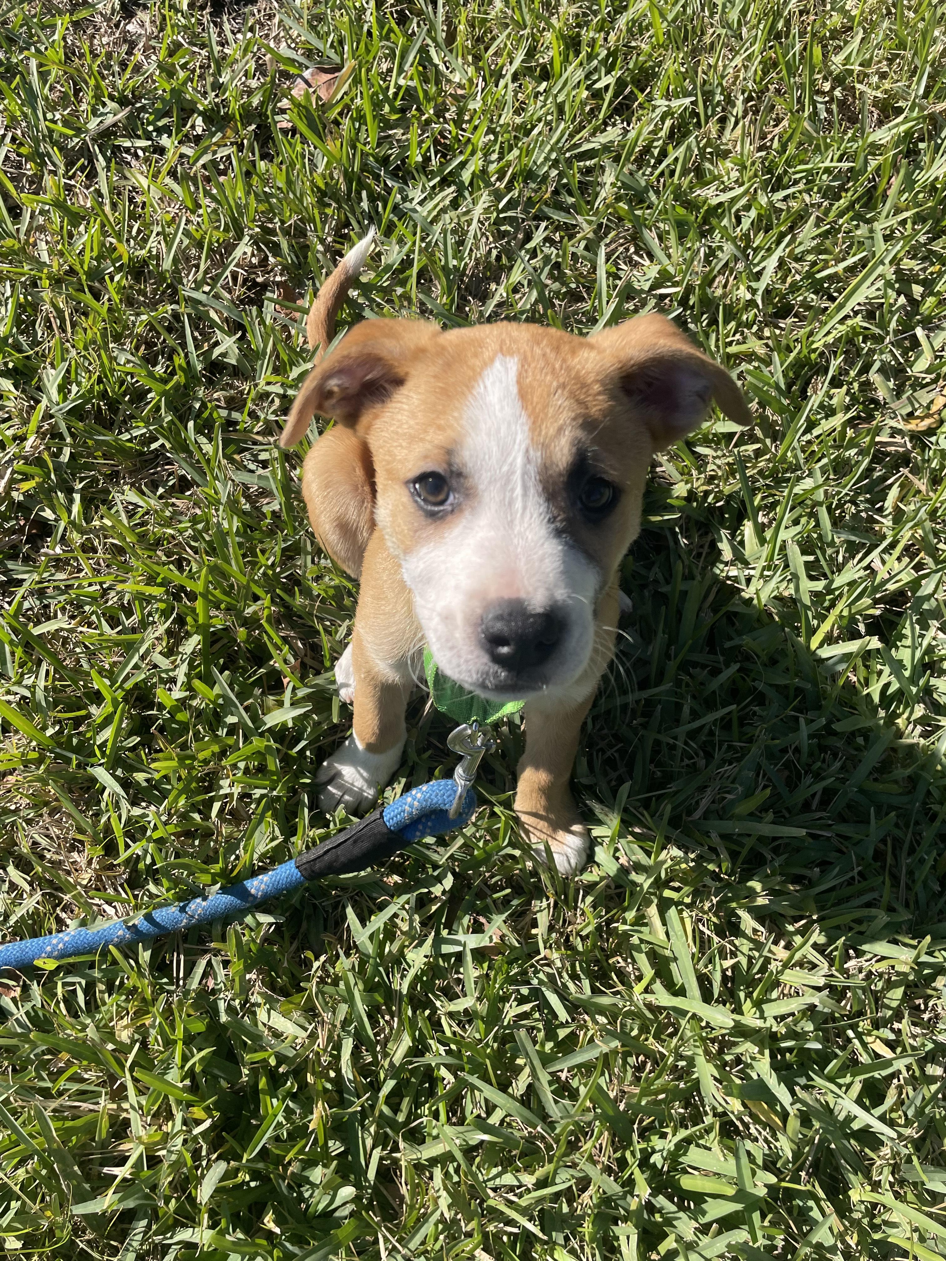 Enlarge Juice, a Adopted mixed breed in Bradenton, FL image 4/6