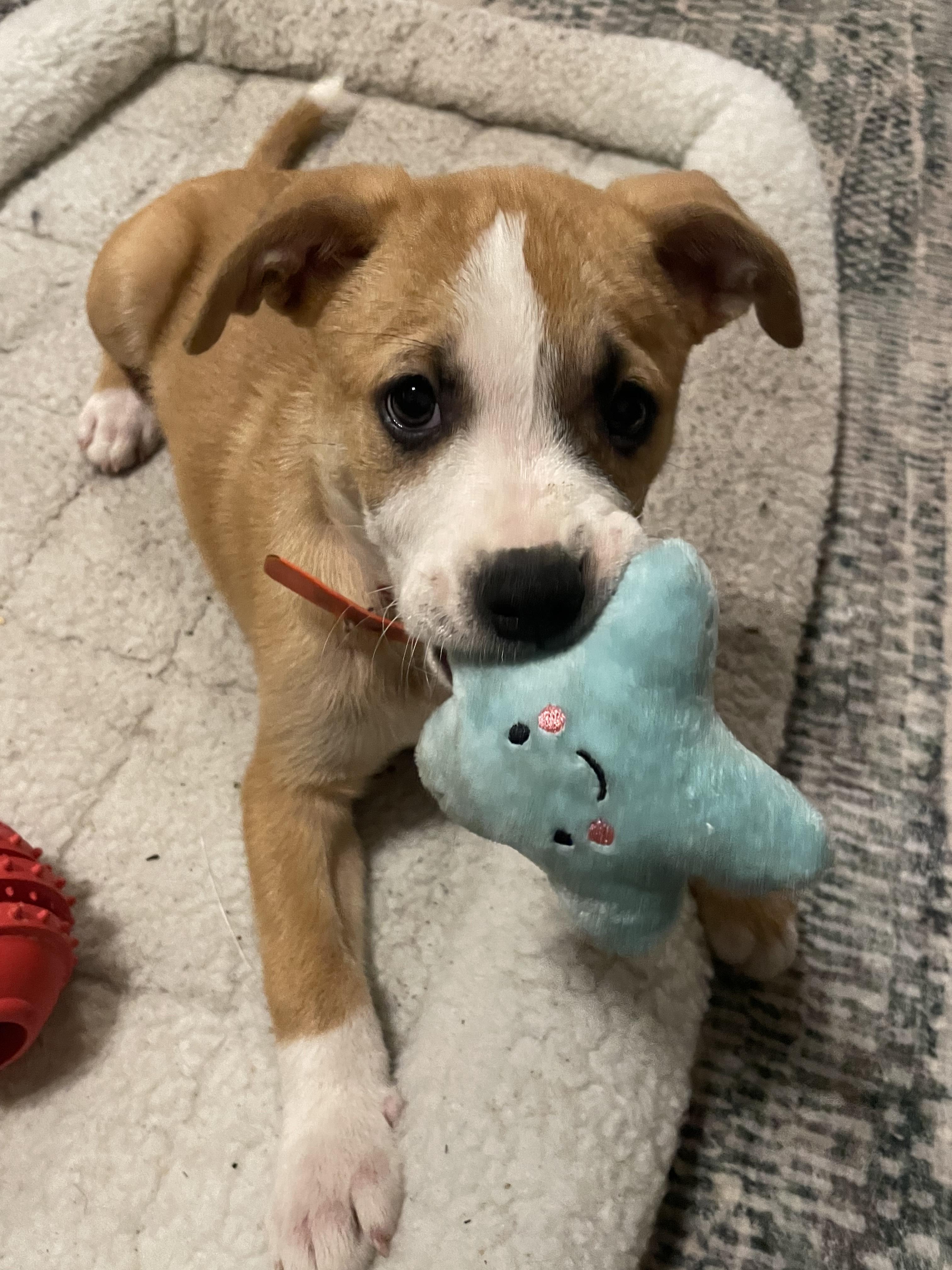 Enlarge Juice, a Adopted mixed breed in Bradenton, FL image 6/6