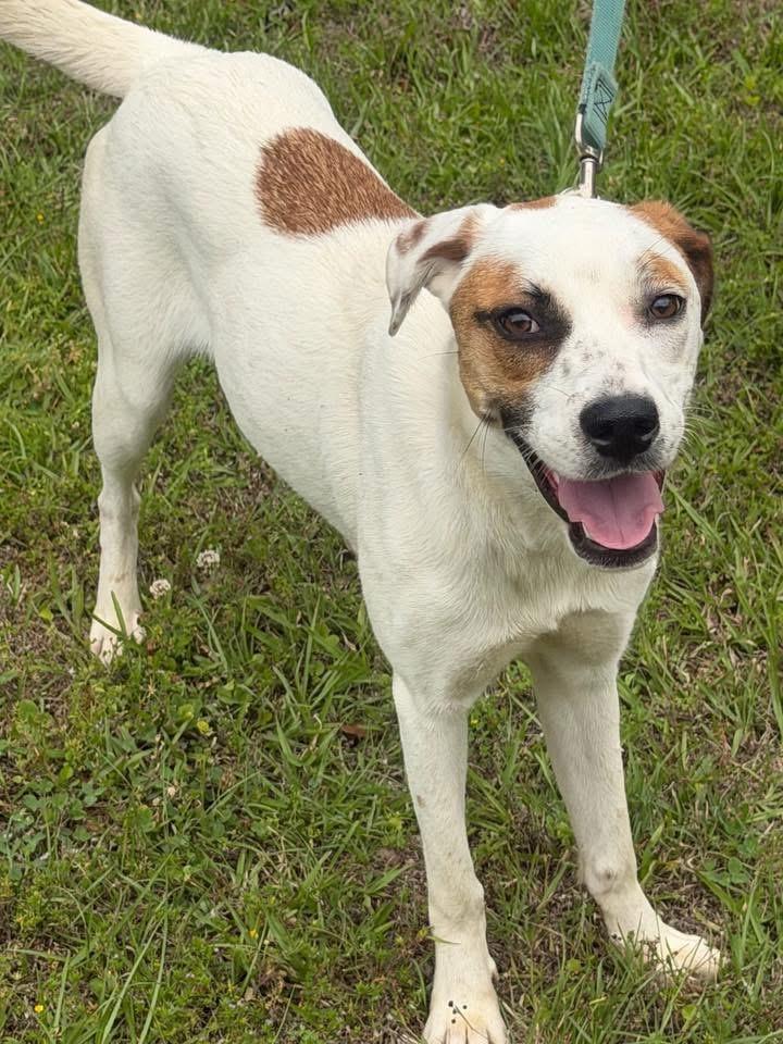 Abra, ADOPTABLE, Young Female Hound.