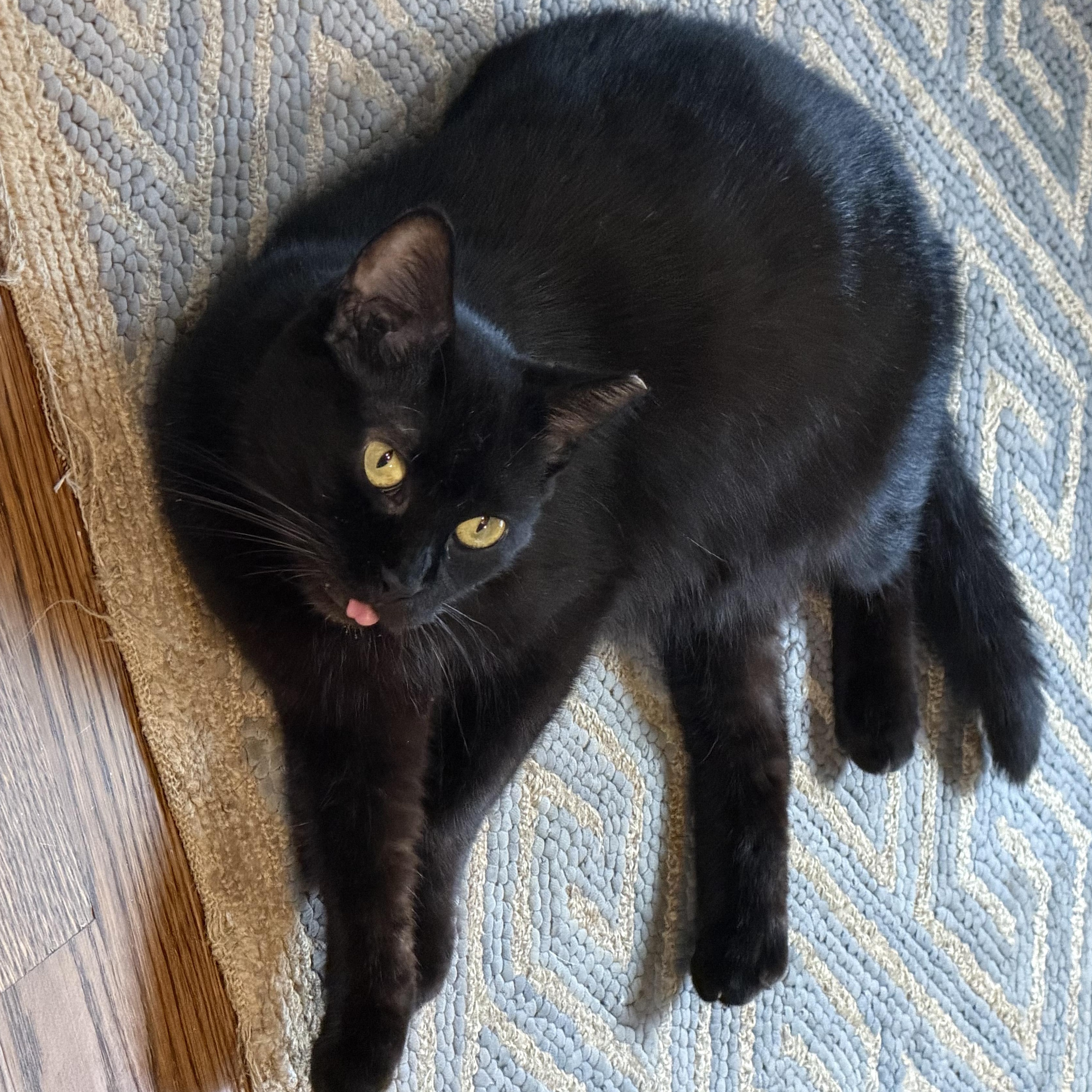 Maya, a Adoptable Domestic Short Hair in Memphis, TN image 2/4