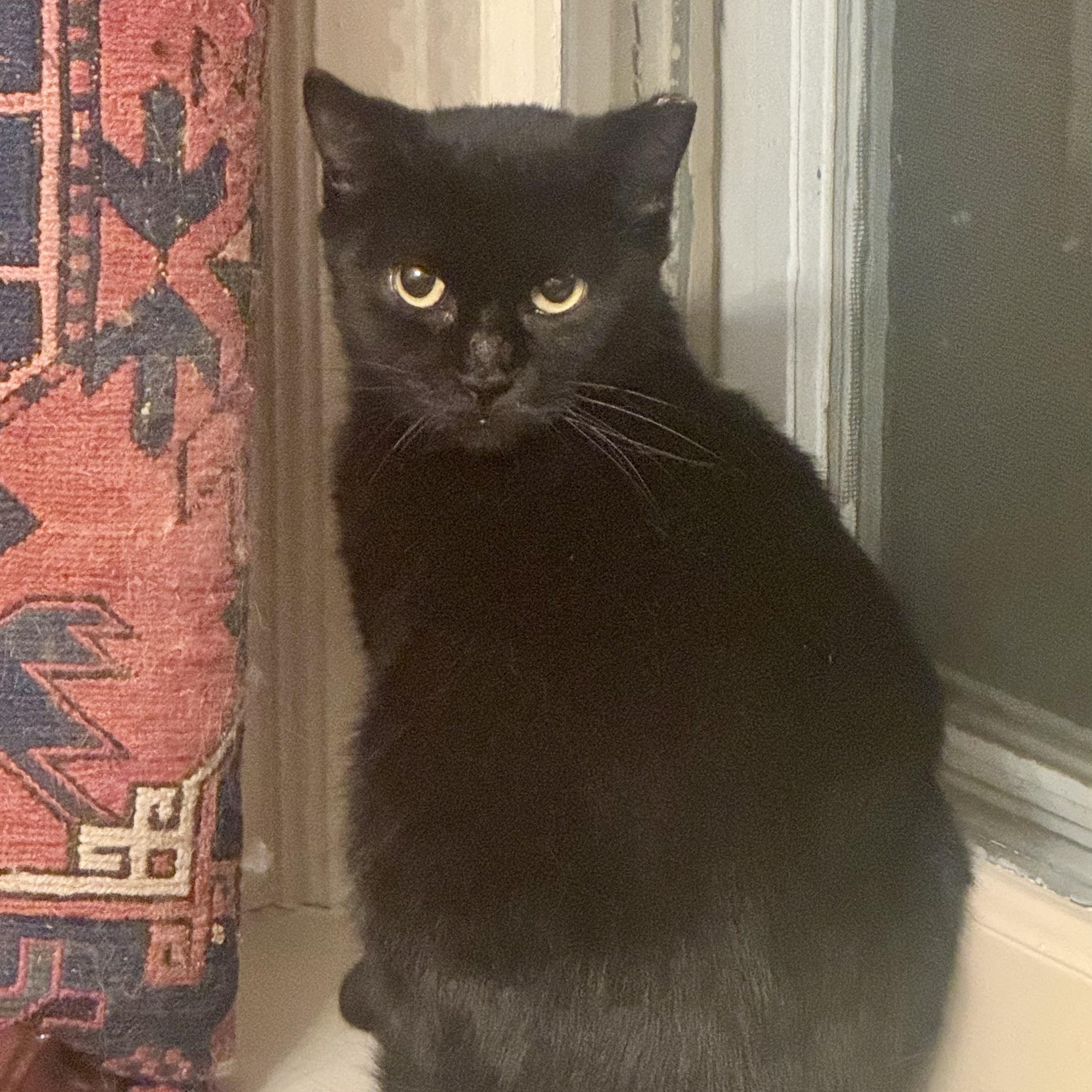 Maya, Adoptable, Adult Female Domestic Short Hair.