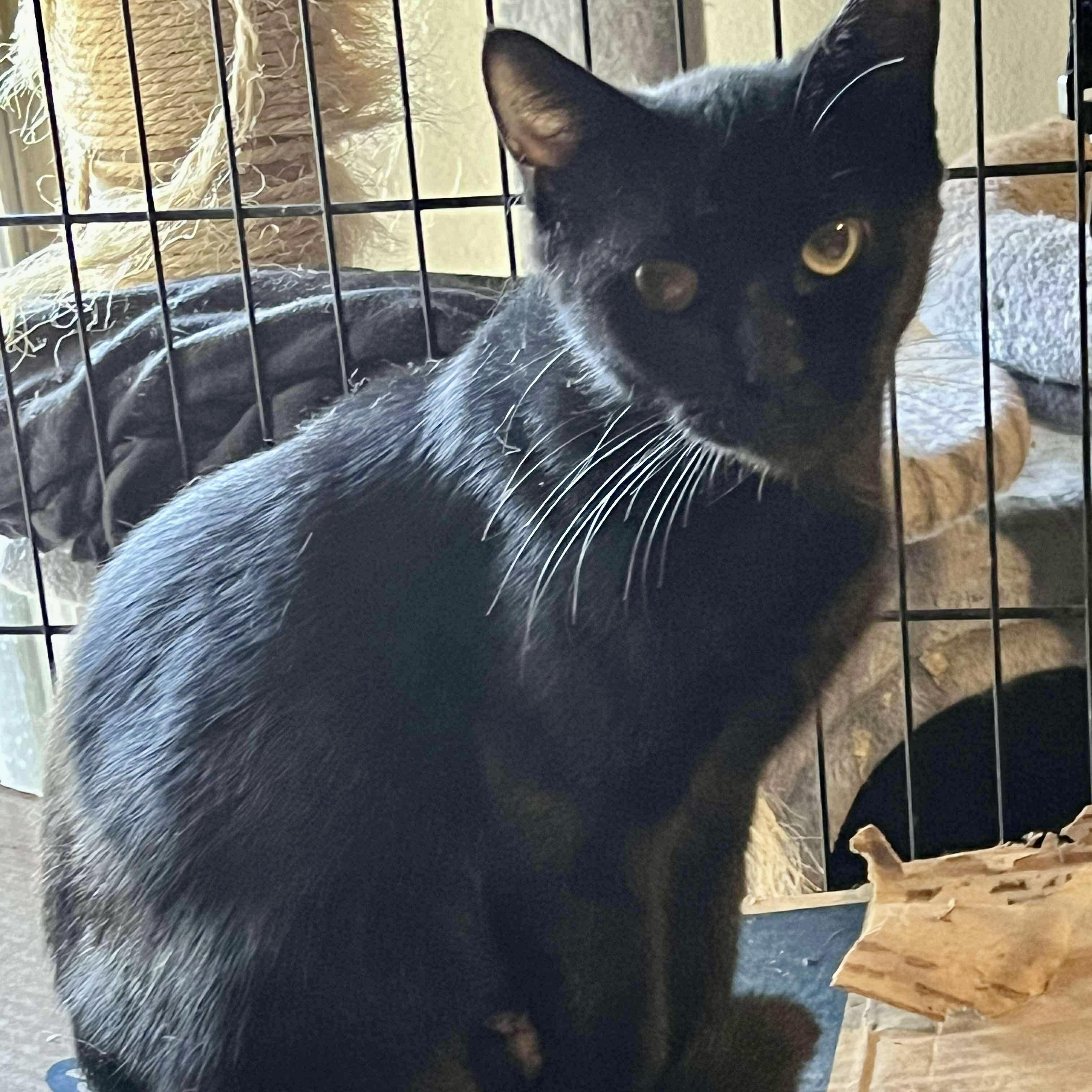 Enlarge Maya, a Adoptable Domestic Short Hair in Memphis, TN image 2/2