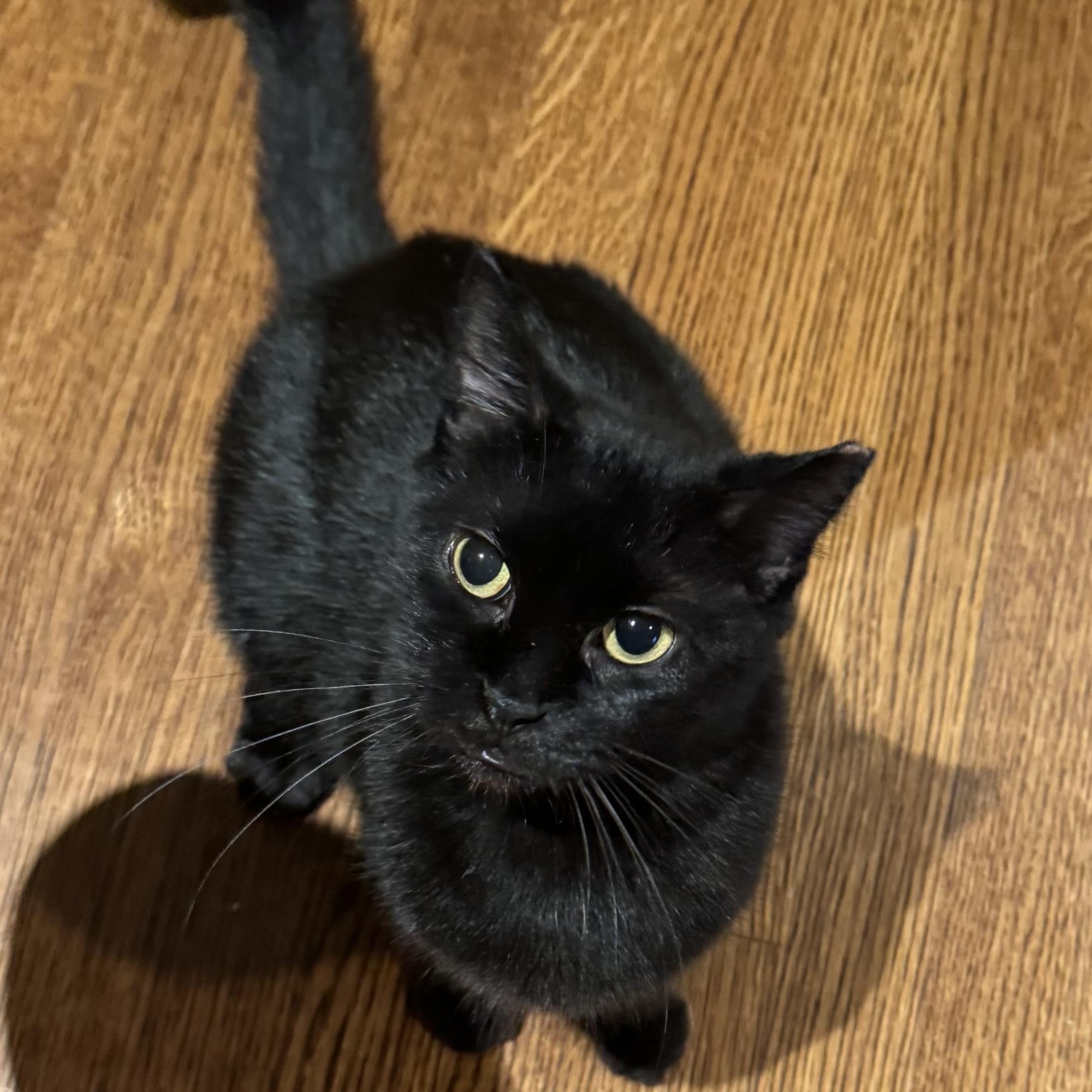Maya, Adoptable, Adult Female Domestic Short Hair.