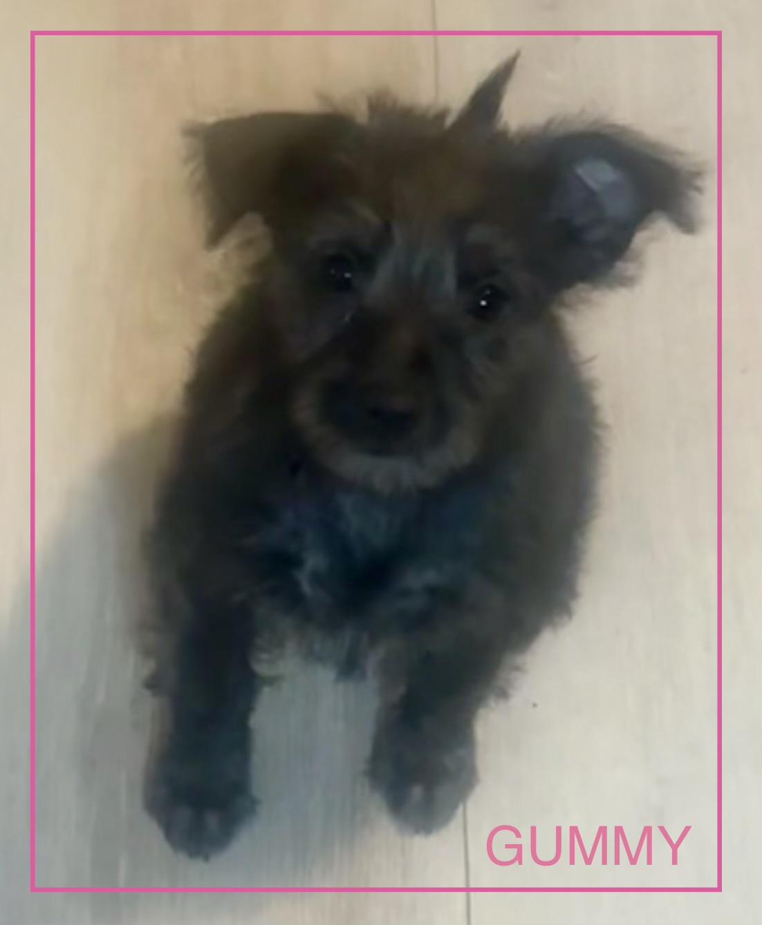 Enlarge Gummy, a Adoptable mixed breed in Tempe, AZ image 1/1
