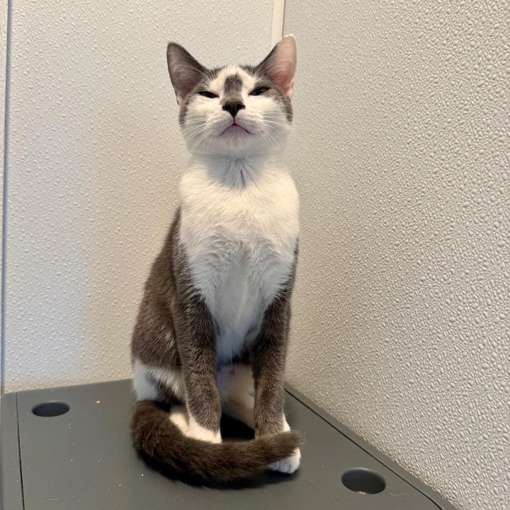 Freckle, Adoptable, Young Male Domestic Short Hair.