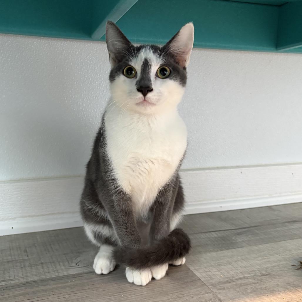 Enlarge Freckle, a Adoptable Domestic Short Hair in Arden, NC image 2/6