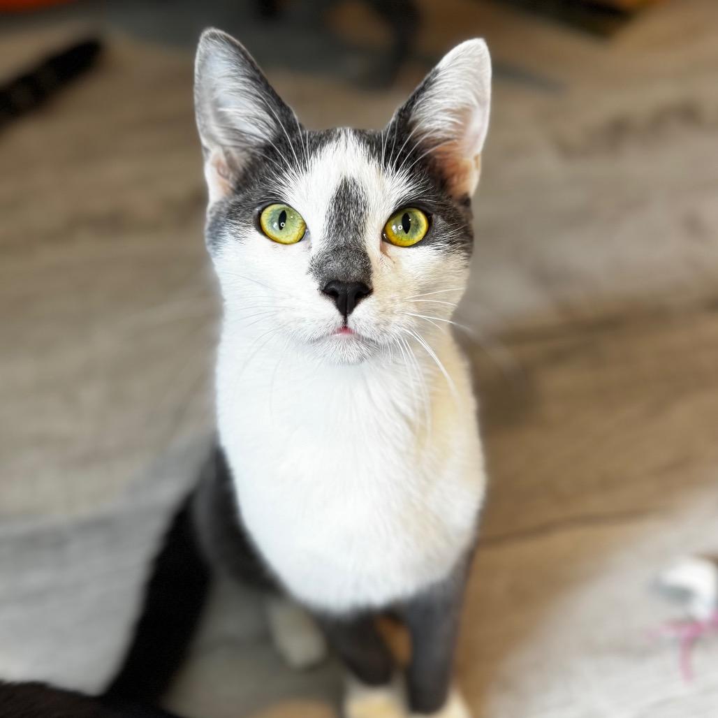 Enlarge Freckle, a Adoptable Domestic Short Hair in Arden, NC image 3/6