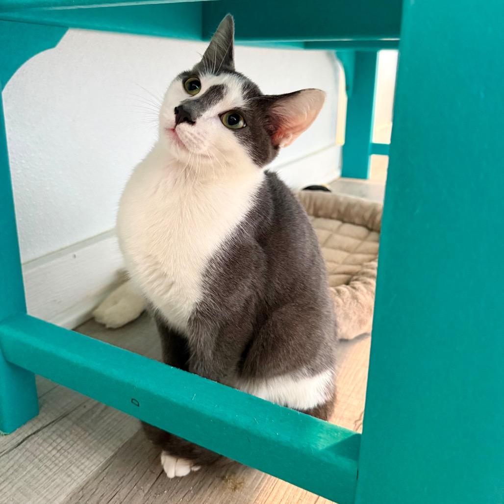 Enlarge Freckle, a Adoptable Domestic Short Hair in Arden, NC image 4/6