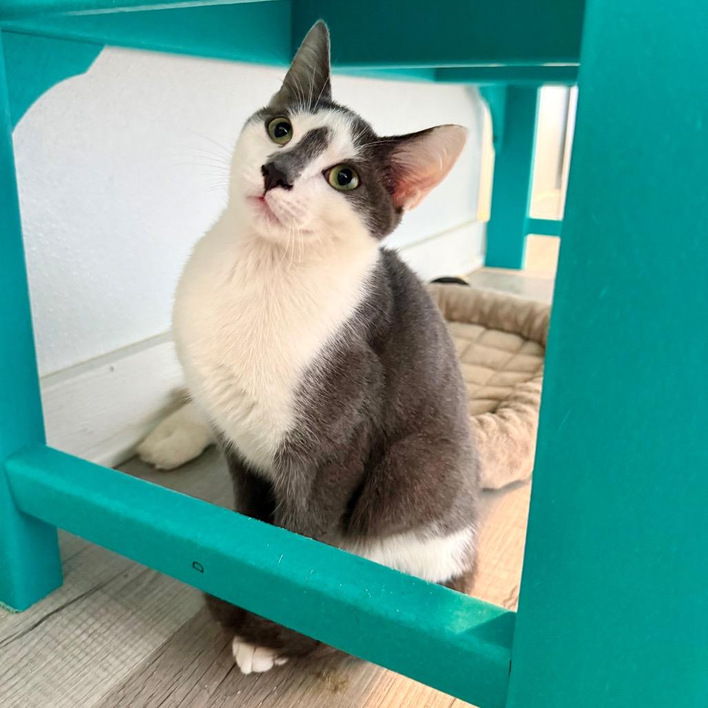 Enlarge Freckle, a Adoptable Domestic Short Hair in Arden, NC image 5/6