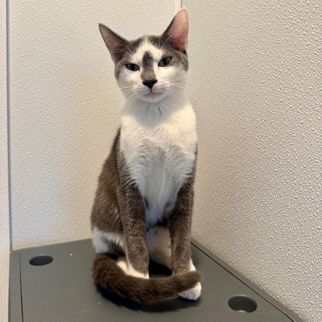 Enlarge Freckle, a Adoptable Domestic Short Hair in Arden, NC image 6/6