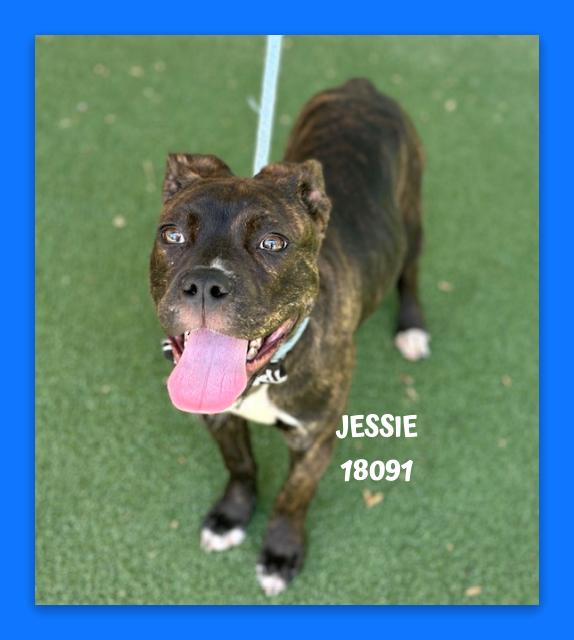 Enlarge JESSIE, an adopted mixed breed in Marietta, GA image 4/4