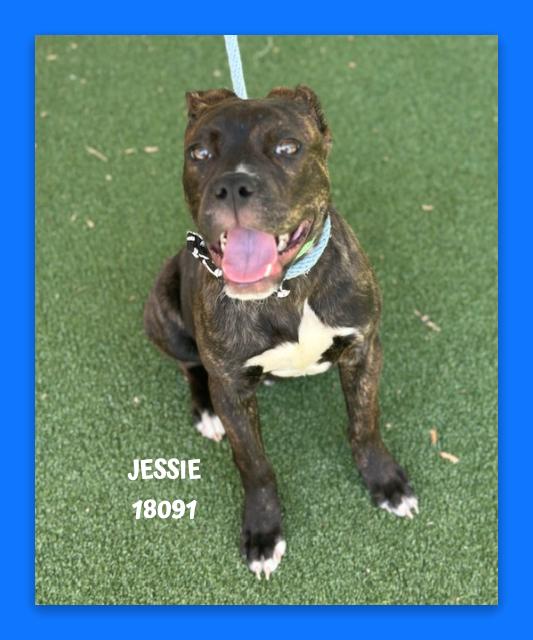 Enlarge JESSIE, an adopted mixed breed in Marietta, GA image 2/4