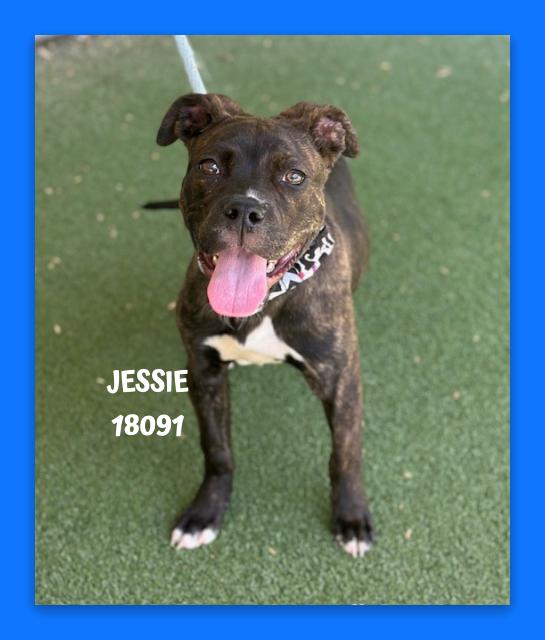 Enlarge JESSIE, an adopted mixed breed in Marietta, GA image 1/4